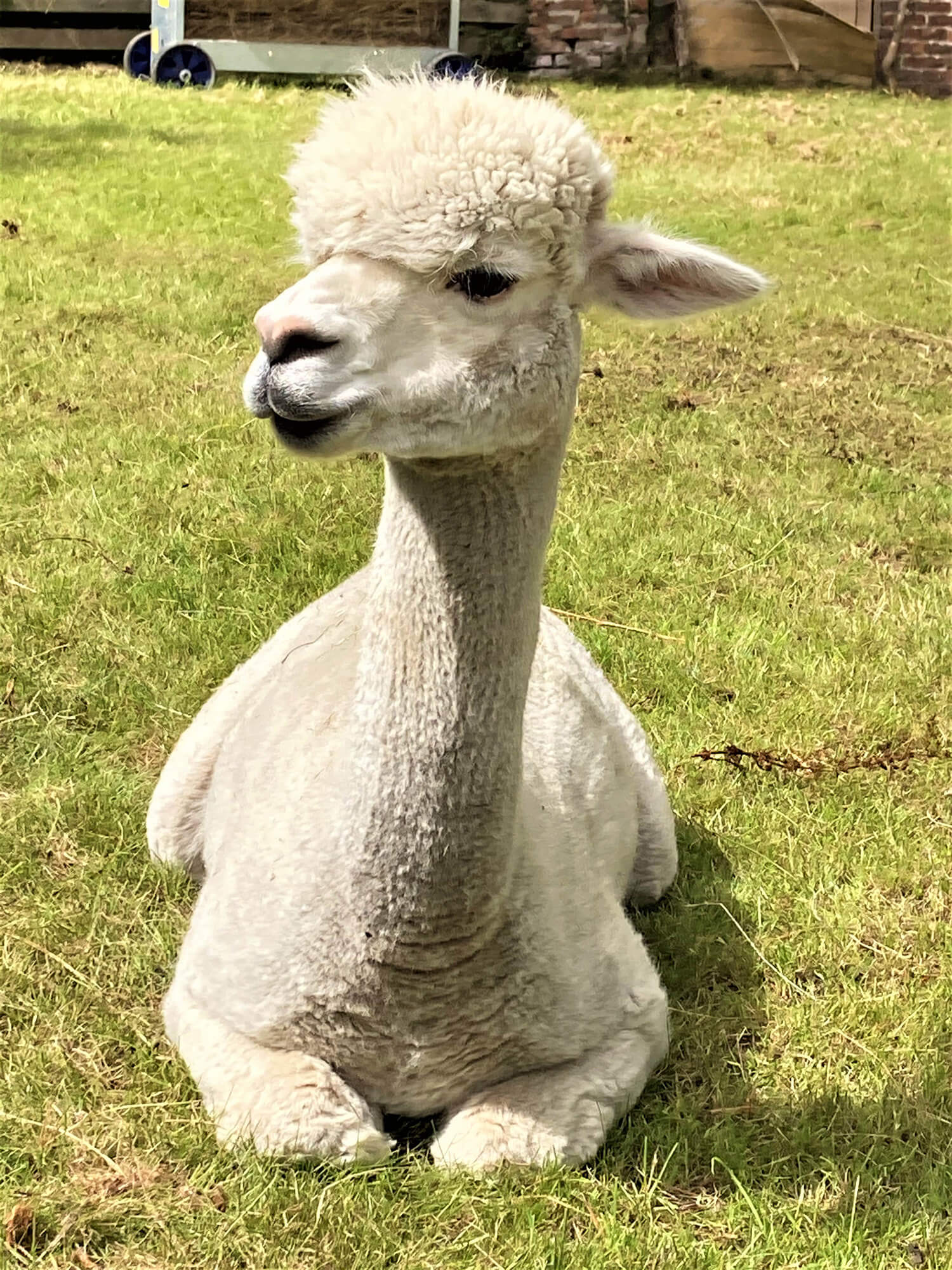 Single White Alpaca